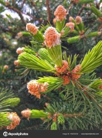 Сами шишки пробовал. Только не просто зелёные, а свежевылупившиеся из почки. 1-2 см, когда они ещё мягкие. Представил, что будет когда их засахарить - нет, не моё. Хотя молодые побеги могу пару штук съесть с удовольствием. Жаль, что день-два, и они древеснеют.