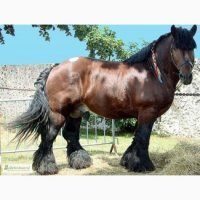 А в чем мужик то виноват? Если в прокате велосипедов человеку 120-и кг дадут подростковый велик, это его вина? Хозяин лошади решил не упустить лишних сребрянников.
Есть же специально приспособленные модели, просто зажопили