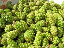 Это не те шишки  .Ты наверно подумал как у конопли . Вот настоящие шишки , а то что ты пробовал это молодые побеги .