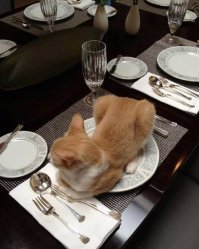 Прикольные и смешные картинки