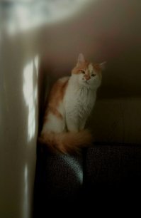 лапатуля на моего похож...ток мы попушистее)))))