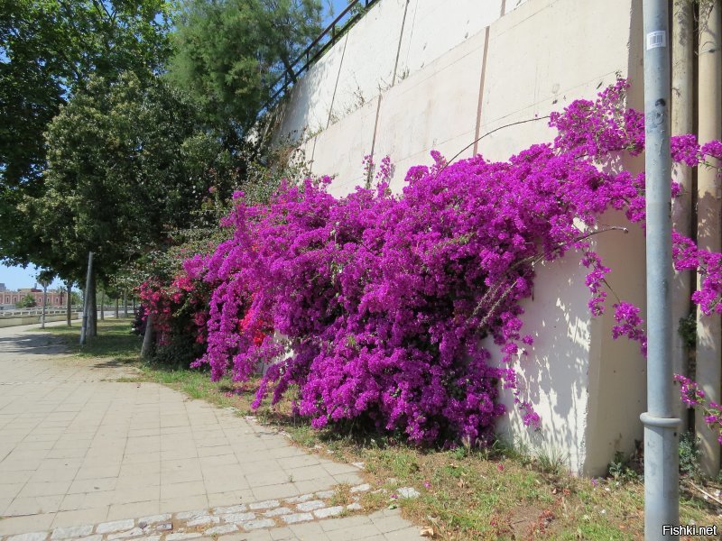 Добавлю немного  фото с горы Монжуик ( или Монтжуик, еврейская гора с древнекаталонского) и ее подножия. Без комментов.