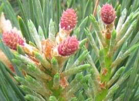 Я не сомневался, что Вы знаете, как отличить шишки от побегов, поэтому показал фото таких еловых побегов, которые сам считаю пригодными для еды.
О Ваших фотографиях: на первом фото - прошлогодние сосновые шишки, они уже одревеснели изнутри, от них мало толку. Мягкие - на первом фото. А те, что на втором (свежераспустившиеся) можно есть прямо так.