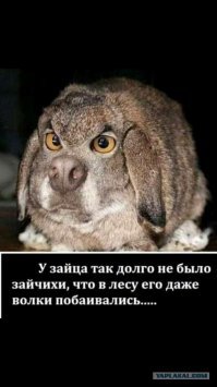 Прикольные и смешные картинки