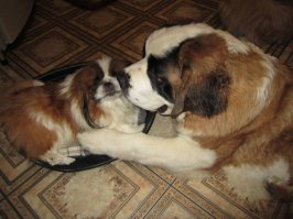 Только не спрашивайте КАК у пекинеса и сербернара получилось это