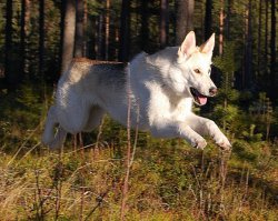 Собаволк.