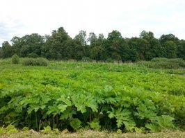 Вот злопушок.