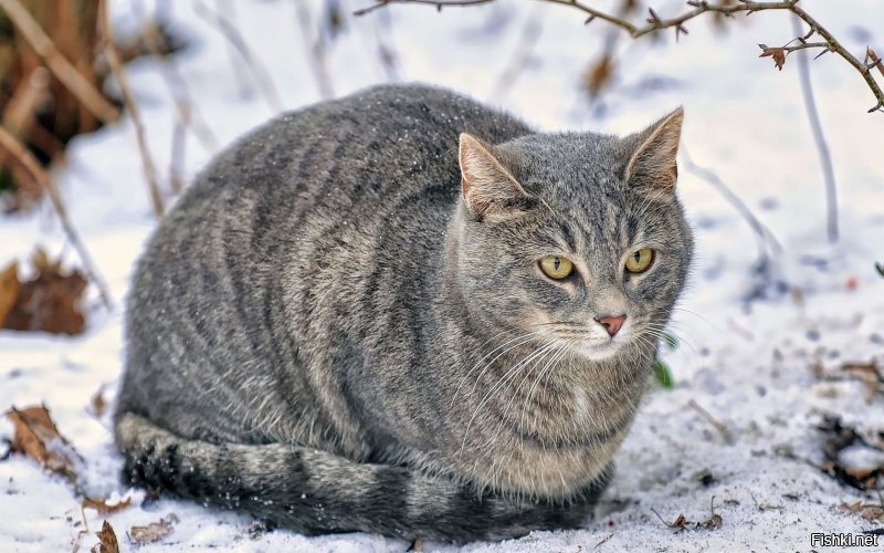 Бвл у бабушки кот, пожий на этого, так он на столе научился вертушку открывать и воровать оттуда еду. Апофеозом стал случай, когда животное стащило свежезарубленного гуся и спокойно в центре кухни приступило к трапезе. Ни один ус не дрогнул, когда его застали. Видно считал стол своим.