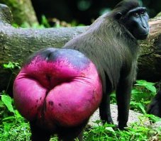 Это пример успешной трансплантации органов животных человеку