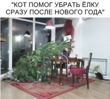 Котики всегда помогут человеку.
