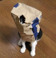 Прикольные и смешные картинки