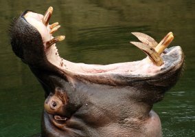 Бегемот всегда злой, даже когда спит.
С такими зубами при всём желании нельзя быть добрым и питаться одними лишь водорослями.