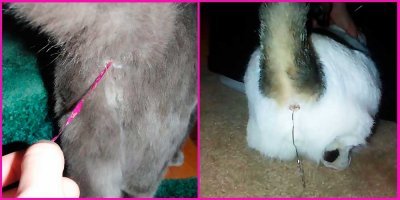 Да ладно вам, из котов отличные хлопушки получаются!