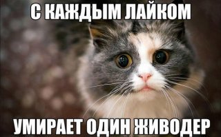 Бедному медведю из Индии приходилось танцевать, развлекая прохожих