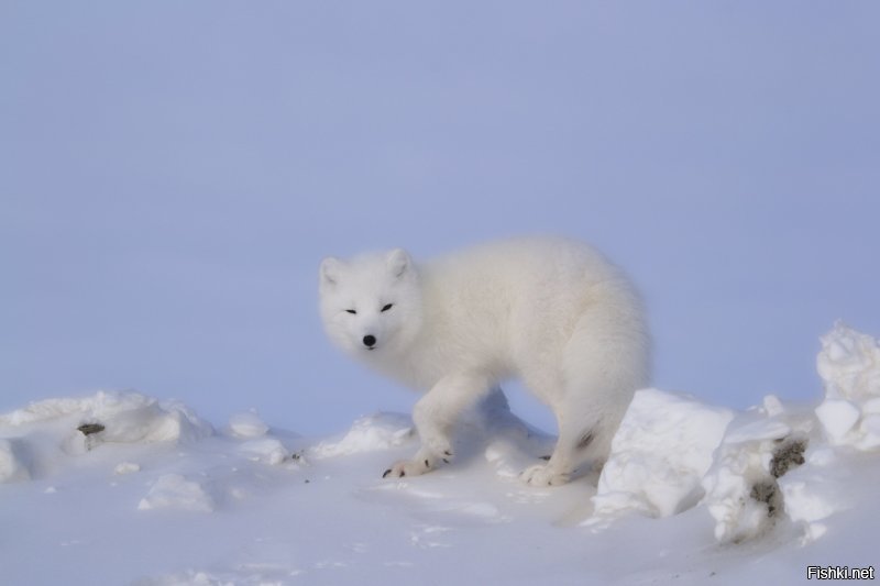 Арктика. Ямал. 
фото мои