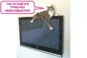 Ушки свернулись на макушке