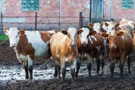 Я понял о чем ты. Открою маленький секрет,ноги животного почти постоянно находятся в навозе ! Передние и задние в одинаковом его количестве;)