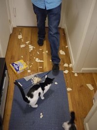 Тебе бы кошачьим адвокатом работать.

.