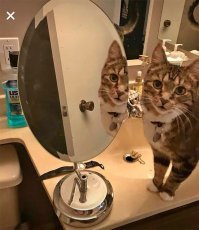 В сети смеются над людьми, которые продают зеркала