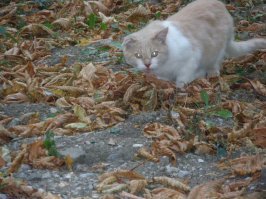 Ялтинский котик