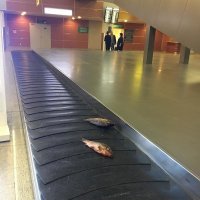 20+ неожиданных странностей, которые могли произойти только в аэропорту