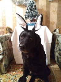 11й новогод.