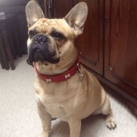 Вот убейте меня, но по-моему это всё же чистокровный французский бульдог! Они тоже бывают такого окраса, а не только черные и тигровые, хоть и реже.

Из стандарта породы:

Окрас: от светло палевого до рыжего, с тигровинами или без них, с белыми пятнами или без них.
Шерсть сплошного окраса: 
Тигровый: Шерсть от светло-палевого до рыжего окраса с умеренно выраженными темными тигровинами; при частой тигровости полосы не должны полностью перекрывать основной окрас. Возможна черная маска. Ограниченные, небольшие белые отметины допустимы. 
От светло-палевого до рыжего: Сплошной окрас варьируется от светло-палевого до рыжего, с черной маской или без нее, однако наличие черной маски предпочтительно. Иногда более осветленный окрас наблюдается на нижней части корпуса и конечностях. Встречаются небольшие белые отметины.
Шерсть с белыми пятнами:
Тигровый окрас с умеренным или значительным количеством белых пятен: В идеале белые пятна распределены по всему корпусу. Легкий крап на коже допустим.  
Окрас от светло-палевого до рыжего с умеренным или значительным количеством белых пятен: В идеале белые пятна распределены по всему корпусу. Легкий крап на коже допустим. Мочка носа всегда черная во всех окрасах, никогда не может быть коричневой или голубой. Полностью белый окрас при условии черной обводки век и при черном цвете мочки носа является допустимым, но такие особи не используются в разведении из-за риска получения глухого потомства.

Допускаю, что автору досталось это фото от другого источника, допустившего ошибку.