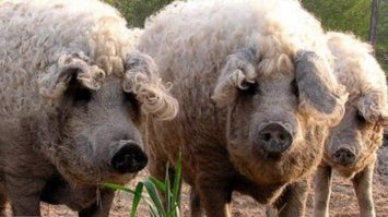 Лысые???
Правда эти балакают на мадьярском.