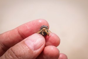 Девушка нашла на пляже 200-летнюю бутылку, ставшую ценным экспонатом Музея стекла