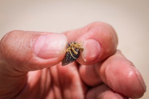 Девушка нашла на пляже 200-летнюю бутылку, ставшую ценным экспонатом Музея стекла