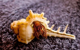 Девушка нашла на пляже 200-летнюю бутылку, ставшую ценным экспонатом Музея стекла