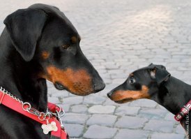 Провалиться под землю. Когда встретил человека, одетого как ты