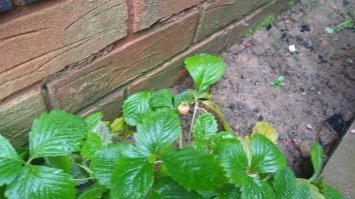 А тем временем в Англии:)