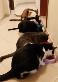 Мы тоже не понимаем - все наши подобрыши самые лучшие и единственные в мире. Это просто члены семьи. Переезжая в другую страну забрали с собой - повеселили пограничников: мол, ну да, у нас-то в стране кошек мало :) 
Как можно взять в дом, наиграться и выгнать..... В голове не укладывается