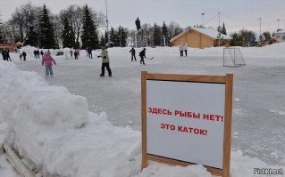 40 милых нерп заблокировали автомобильное движение в Канаде и делают "кусь"
