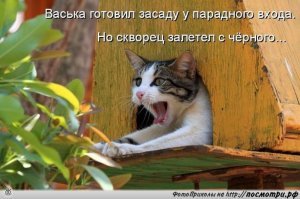 Зеленушки на кормушке
