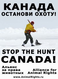 40 милых нерп заблокировали автомобильное движение в Канаде и делают "кусь"