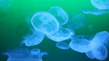 Медузы тоже прозрачные и похожи на грудные импланты. Разве не сенсация? Пора взрывать интернет.