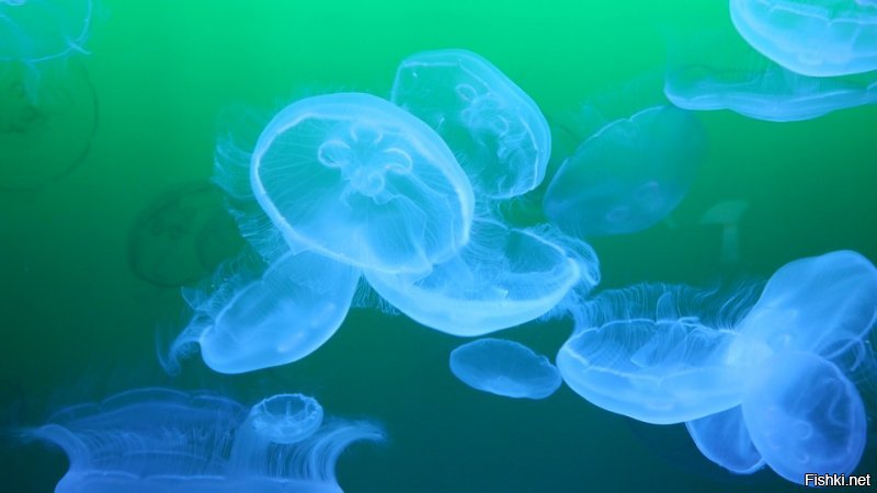 Медузы тоже прозрачные и похожи на грудные импланты. Разве не сенсация? Пора взрывать интернет.