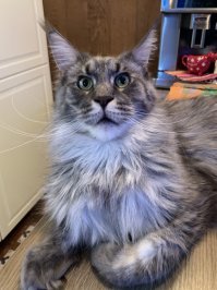 Моя любимая морда! Обожаю его! После его появления в семье я не «вижу» никакого другого кота (в смысле другой породы) Только Мейн-кун! Это лббовь на всю жизнь!