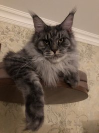 Моя любимая морда! Обожаю его! После его появления в семье я не «вижу» никакого другого кота (в смысле другой породы) Только Мейн-кун! Это лббовь на всю жизнь!