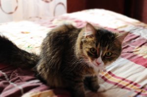 Очень брутальные коты... А у меня всё кошаки с помоек - маленькие, юркие, непонятного разноцветного окраса ( колор "дворовая партизанская"), но все с пламенным горячем сердечком и безграничной любовью... Всё пытаюсь завести породистого кота - и не получается - находится уличный котейка который становится любимым. И так уже 4 раза... Вот последняя из Питера)