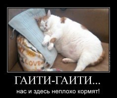 Тысячи пассажиров заперли на круизном лайнере из-за вируса