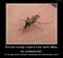 Почему комары пьют кровь и зачем она им нужна?