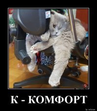 Корейцы придумали умный тренажёр для толстых котов