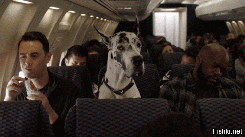 22 причины, почему собак нельзя пускать в самолет