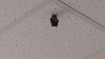 Убегаешь в ужасе на работу, а там:
- Мы не договорили!