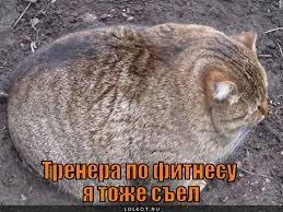 Корейцы придумали умный тренажёр для толстых котов