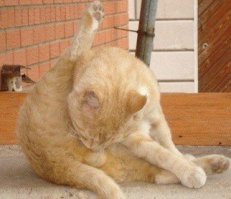 Корейцы придумали умный тренажёр для толстых котов