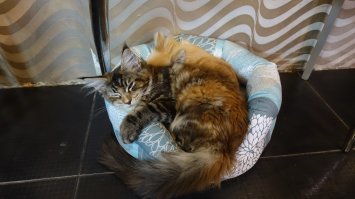 + за мэйнов) котопёсы. два штуки дома. и враки насчет их суровости, и наши, и сколько не тискал чужих, ласковей кошек не видел никогда. это 4-х месячный котёнок, за которым виднеется взрослая 2-х годовалая собака))) ну пусть личинка собаки))